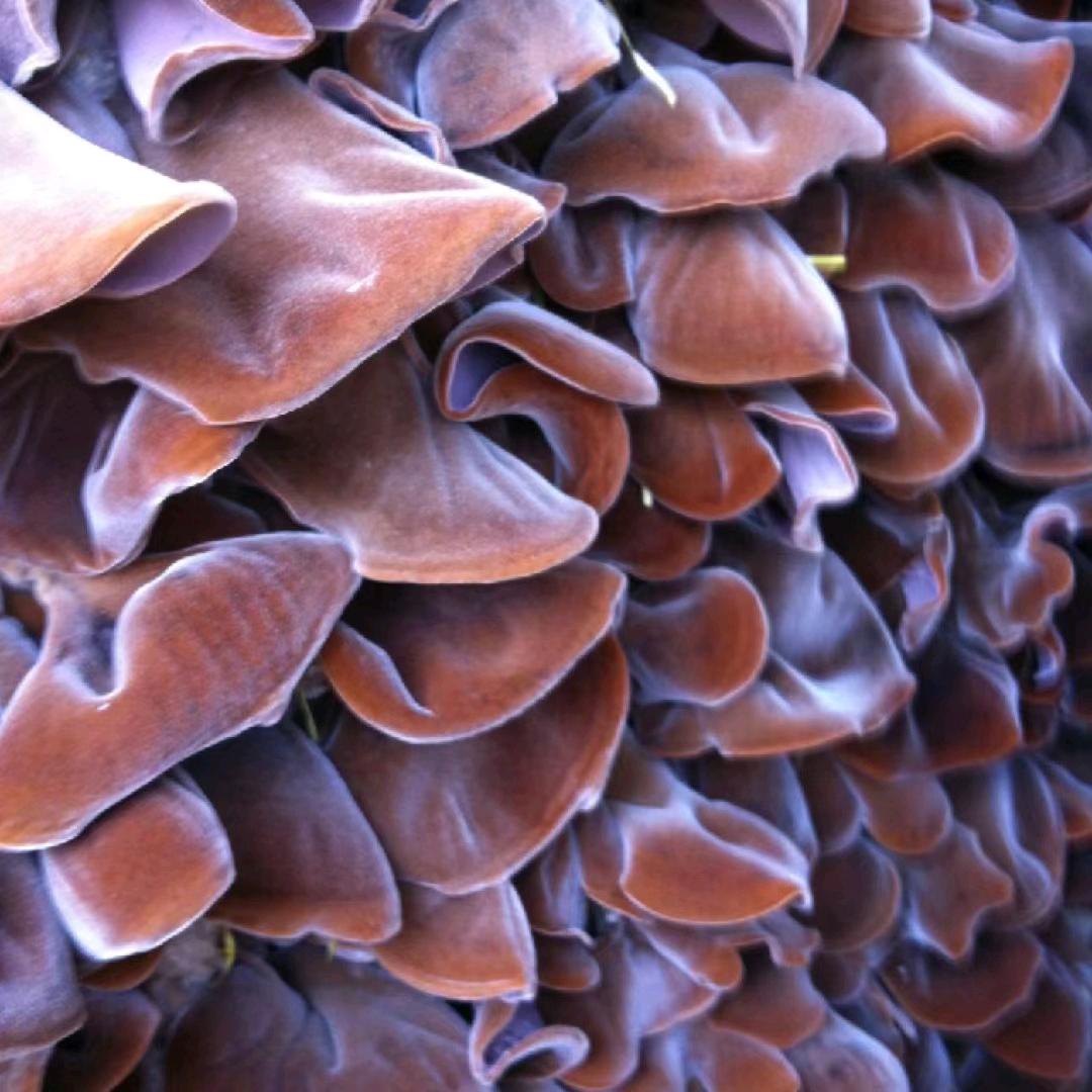 濮阳刘会集木耳种植