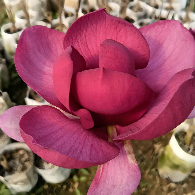 宛资希希果树苗木专卖店