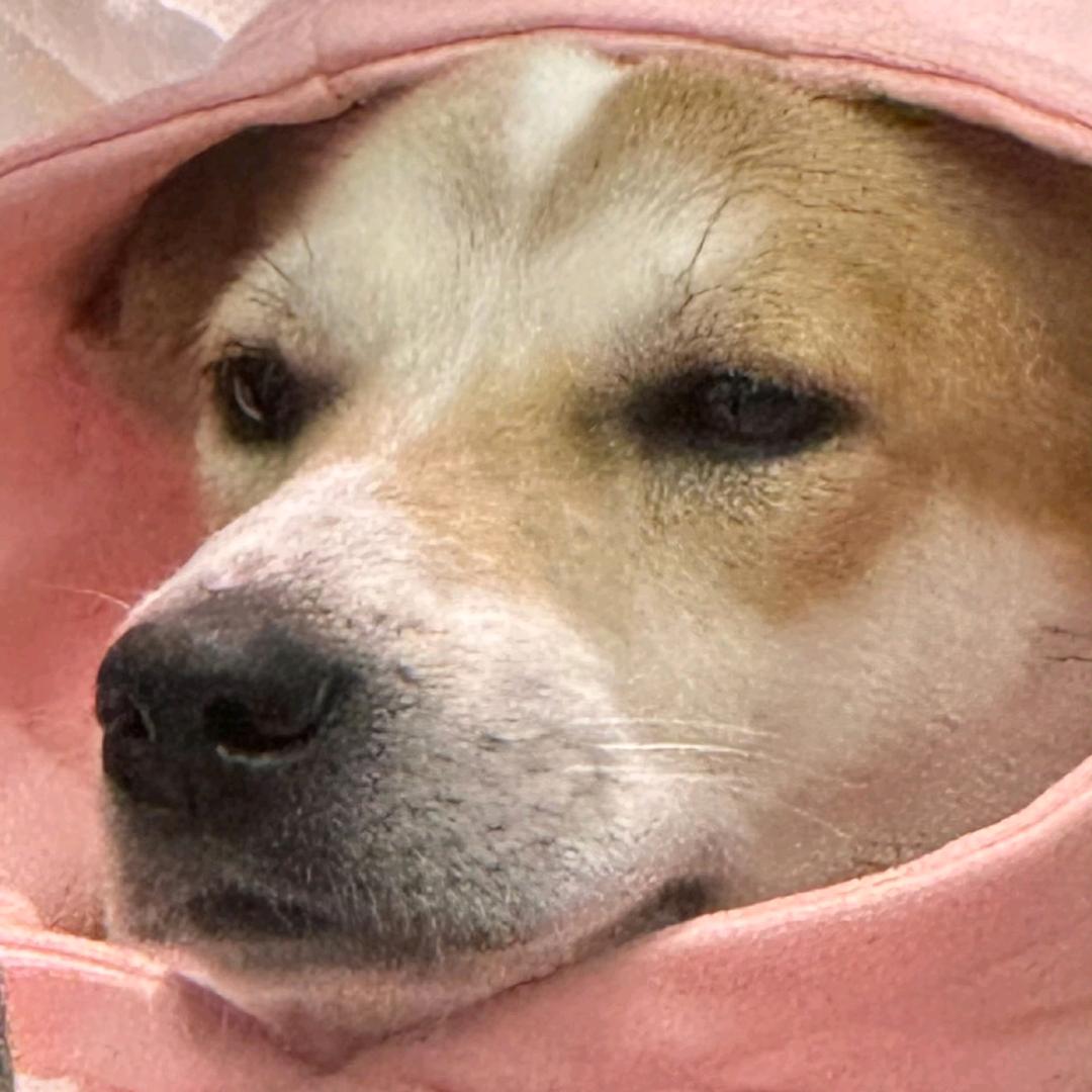 睡个好觉💤