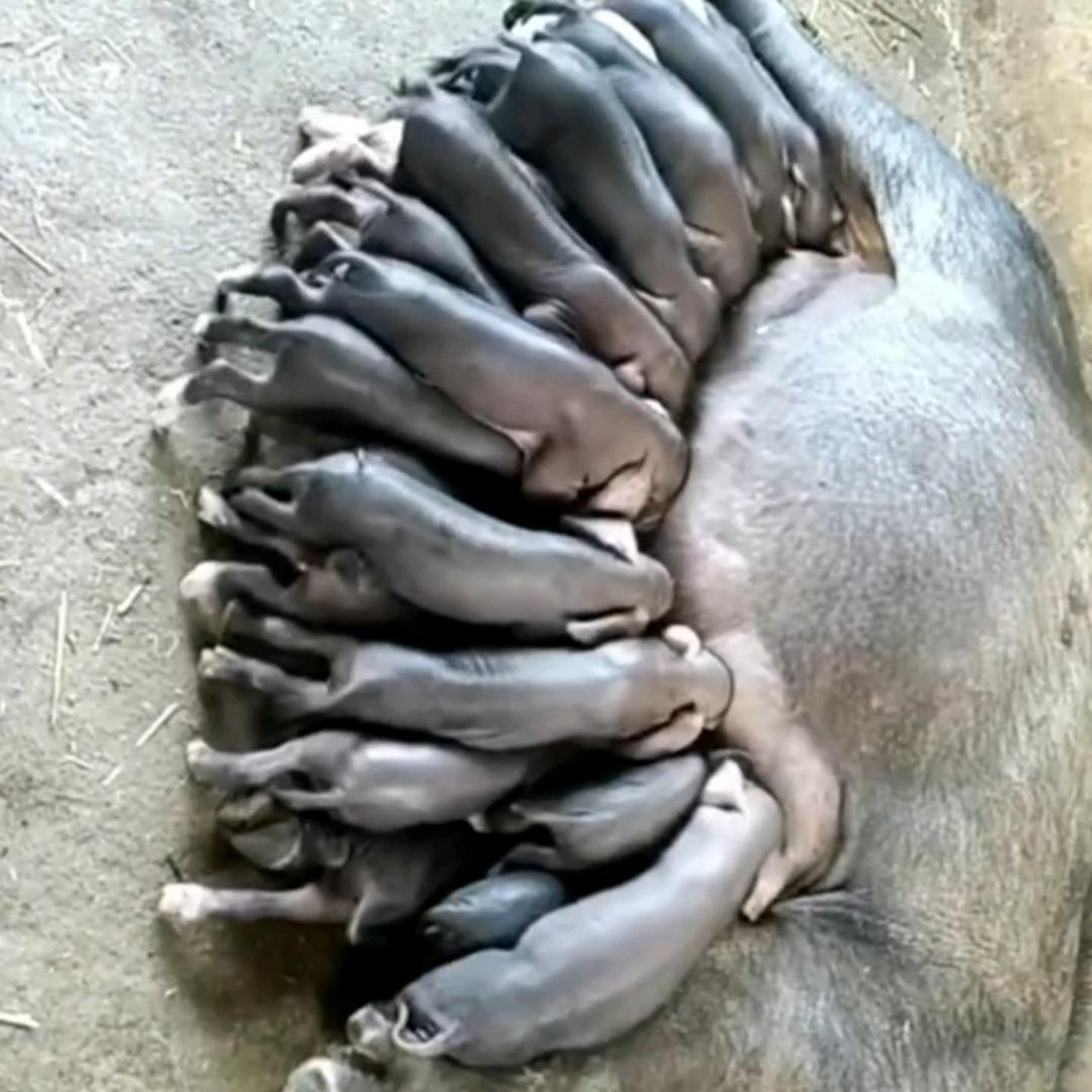 晓民仔猪