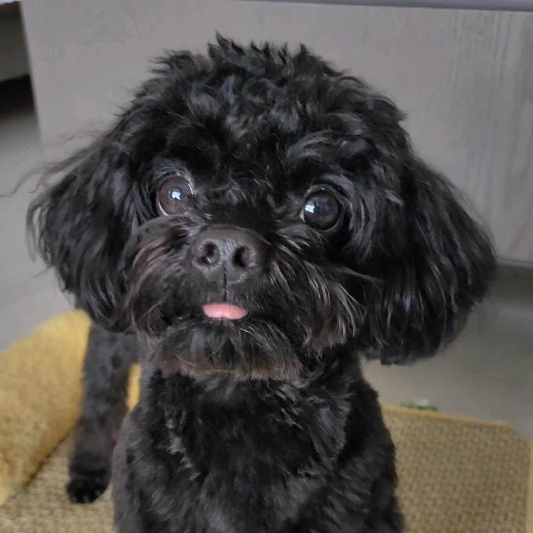 黑泰迪豆豆（猫狗双全）