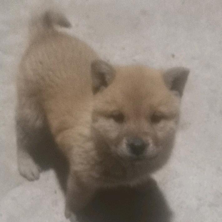 无事献殷勤