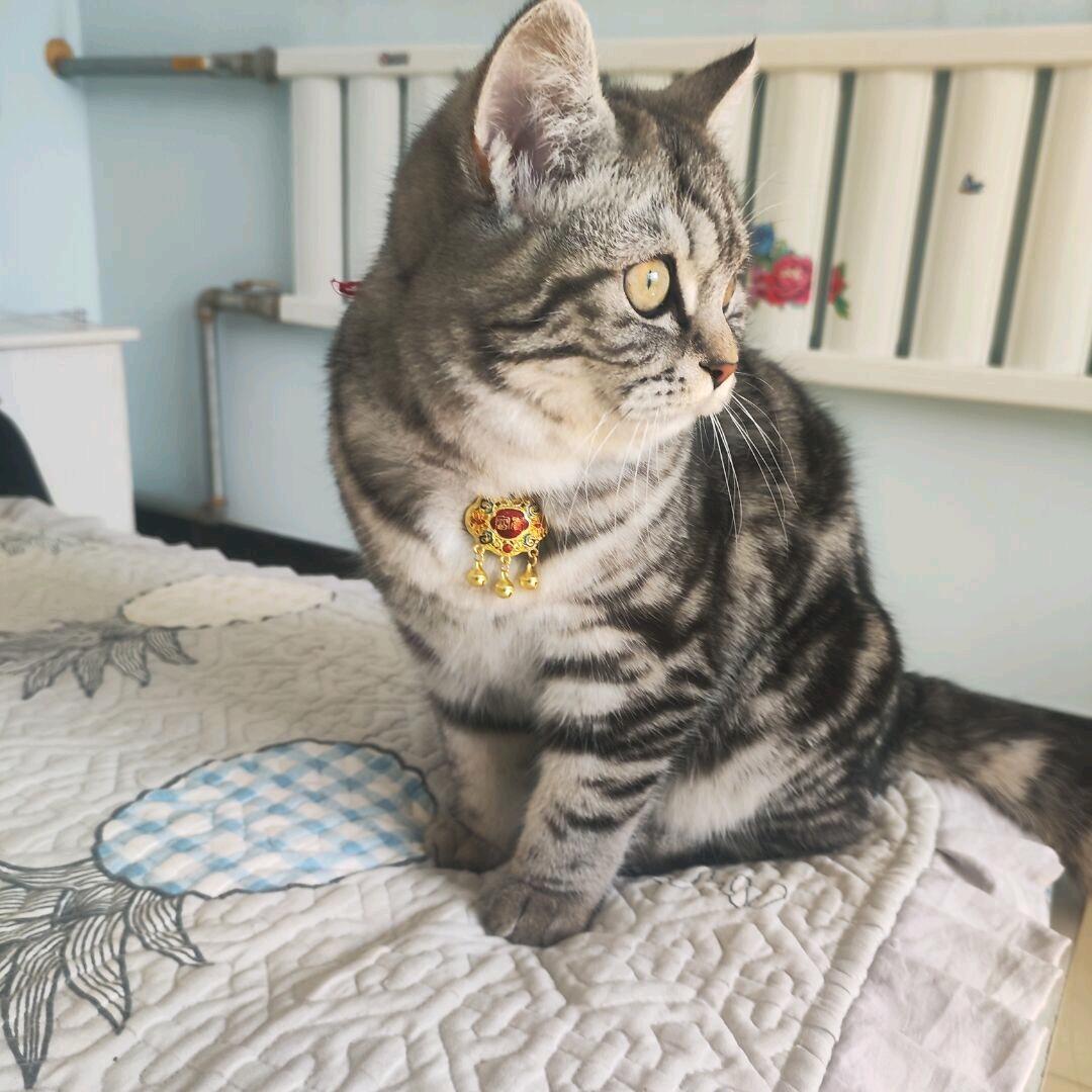 梁山伯与猪硬来