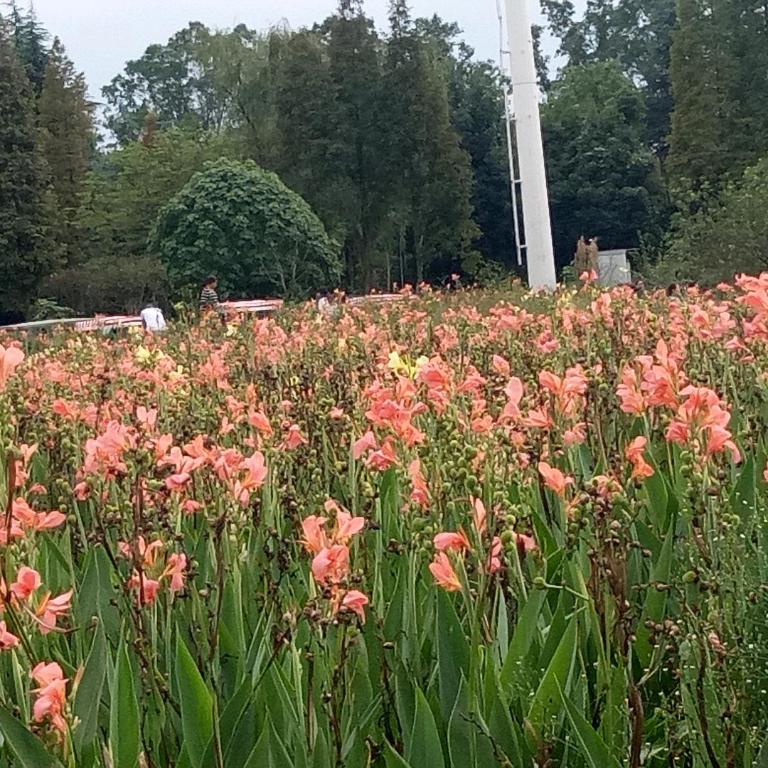 ⚡快乐人生(元宝)