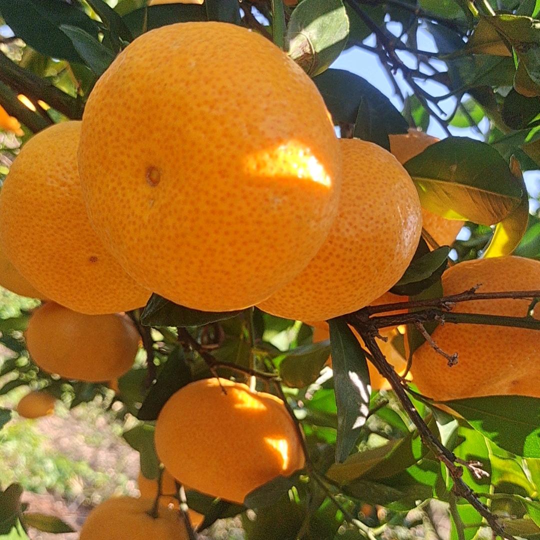 水果联盟🚚承接货运🚚