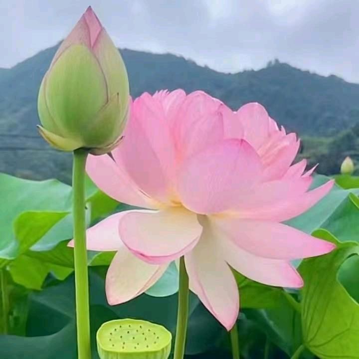 东丽
