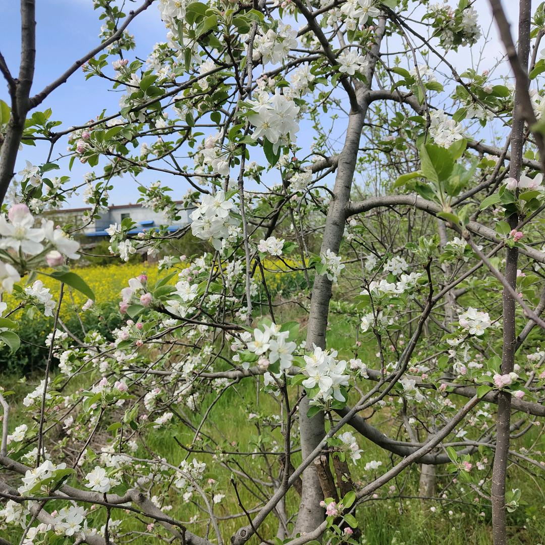 玉儿想你🍎