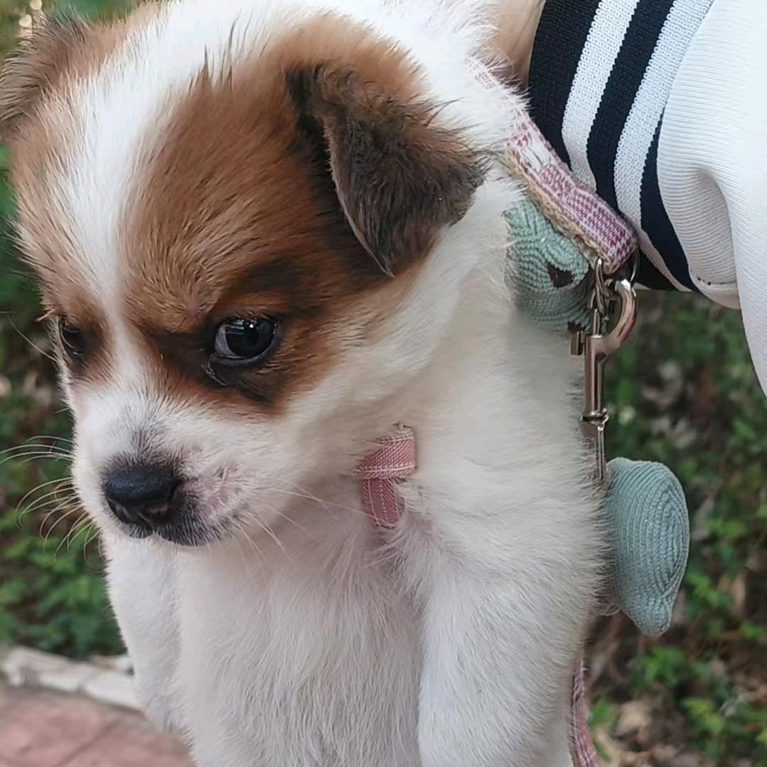 玩