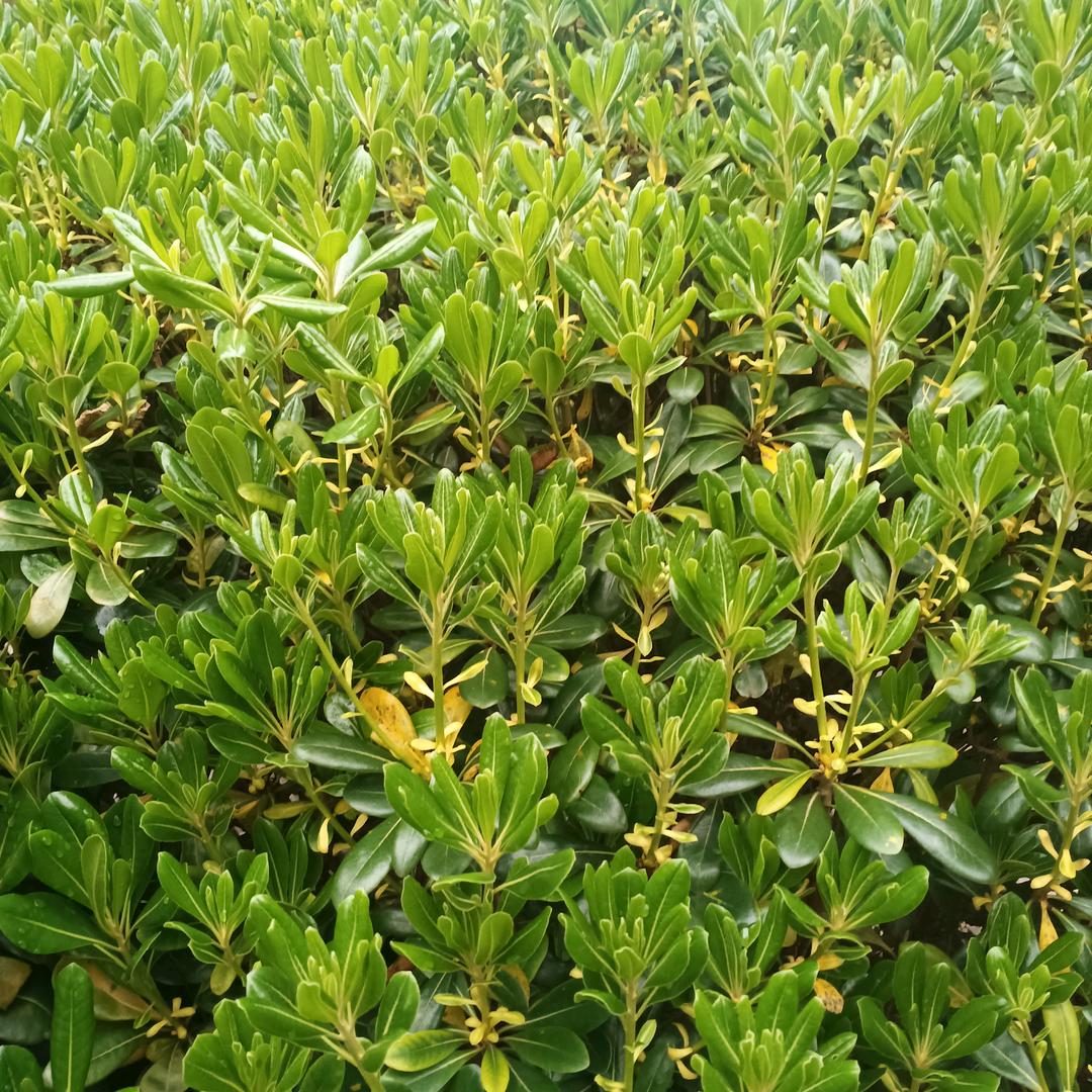 ୧⍤⃝🍒小执着ꦿ໊ོ