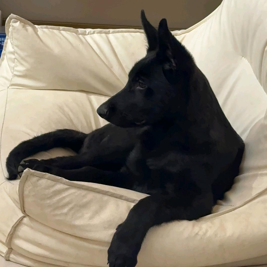 皮克宠物御膳堂（批发狗粮 猫粮 猫砂）