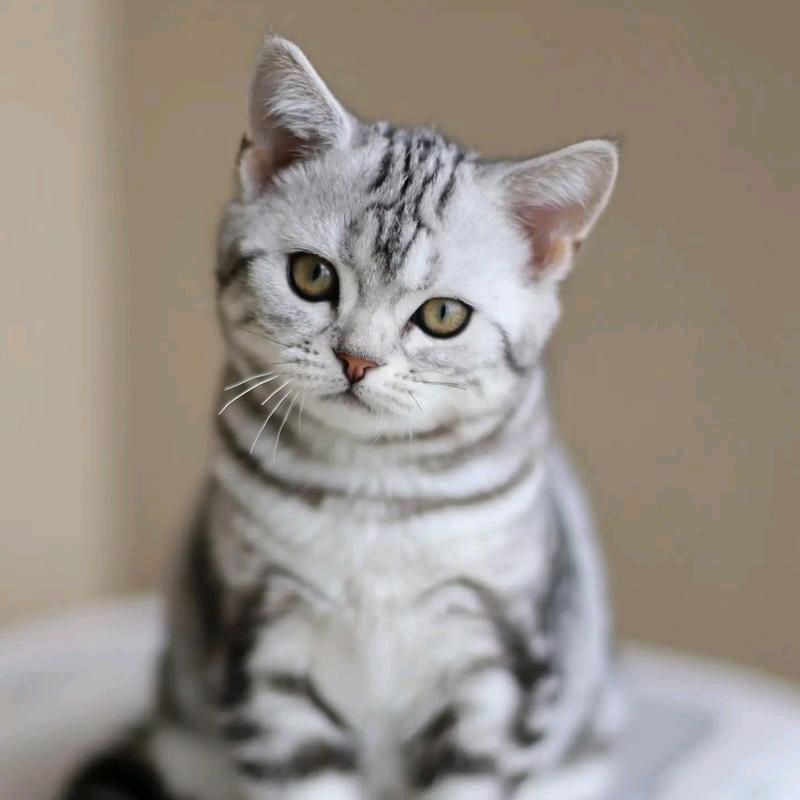 ~大猫👿~