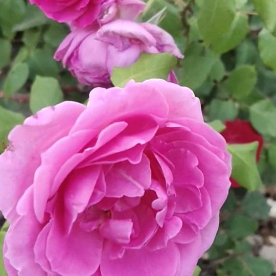 花开花落