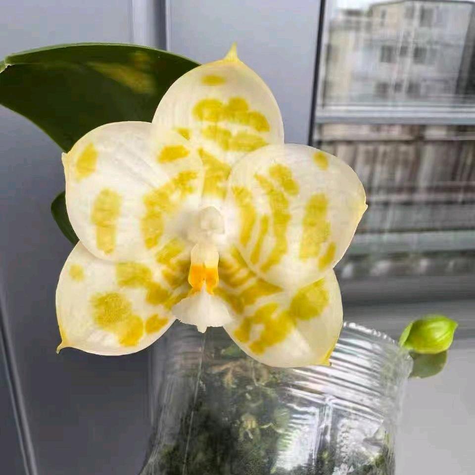 白鹭鸣（散修）