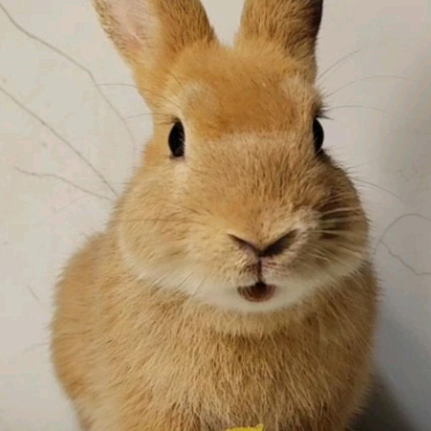 皮皮是兔子🐇