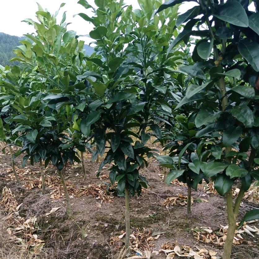 源慧园红心马家柚苗