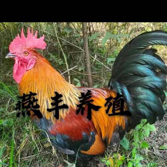 播州区燕丰种养殖场