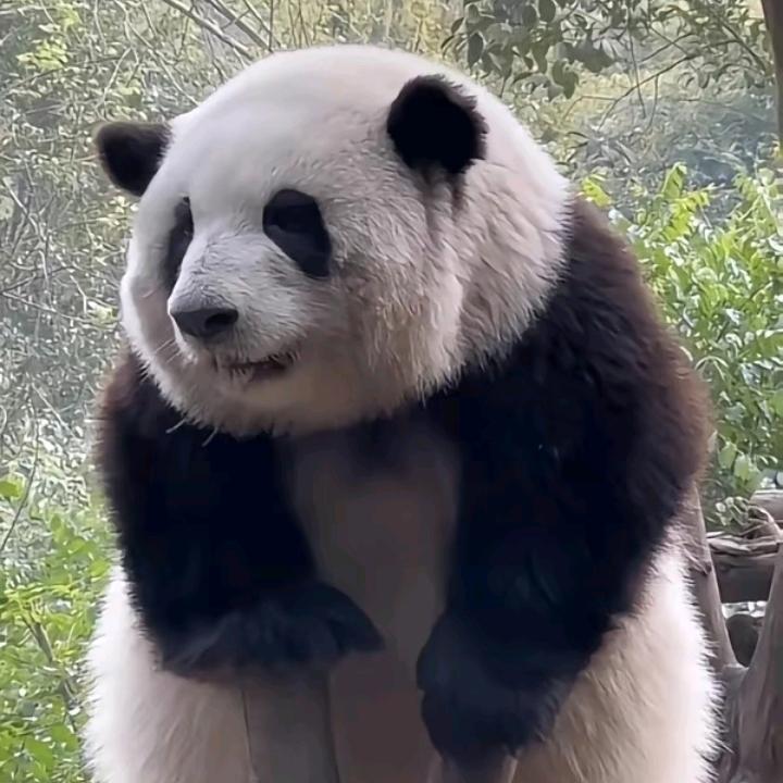 潮汕浩浩踏板骑士