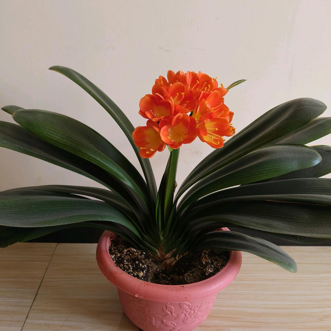 高小燕