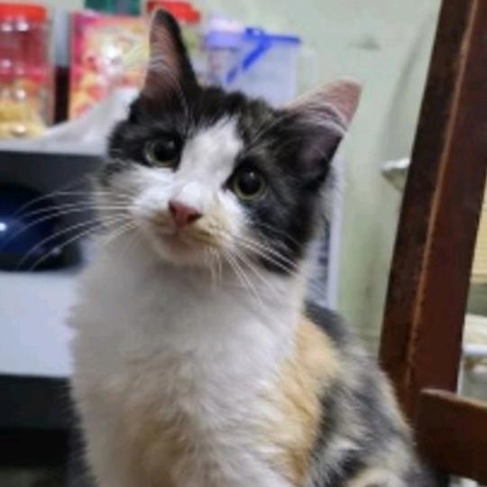 马来西亚的子民