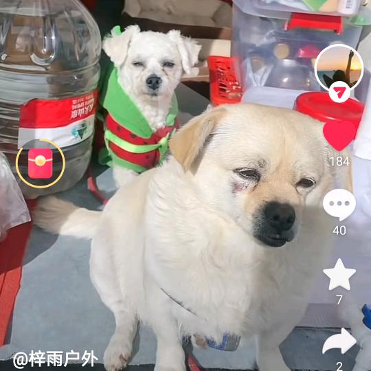 怼黑粉司令