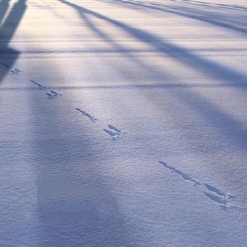 北方看雪