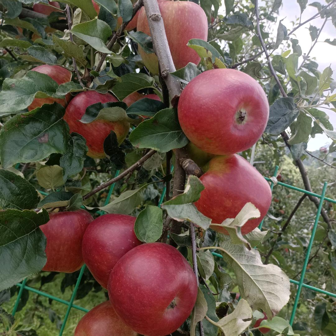 昭通苹果代办小李