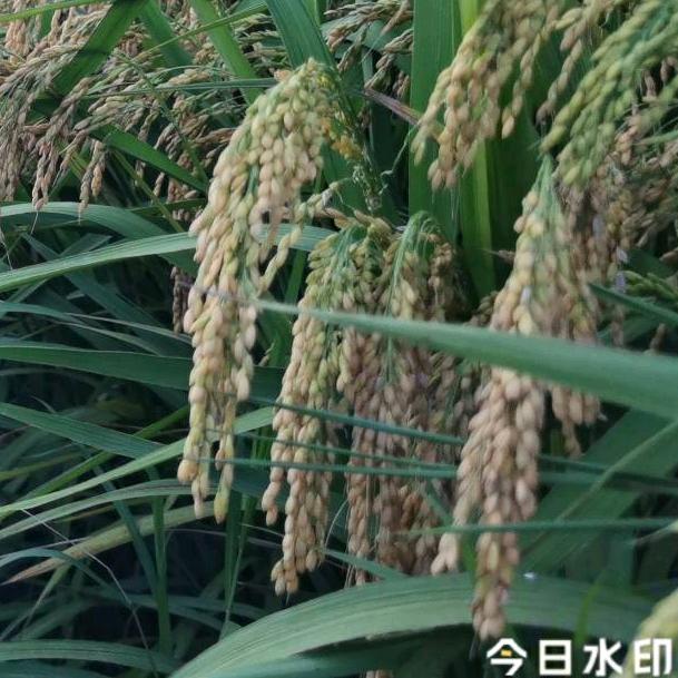 沉默是金🌾🌾