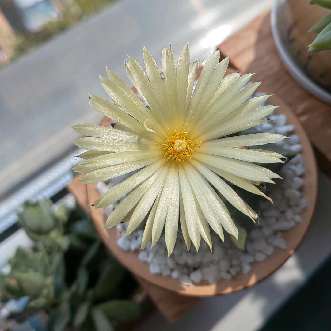 高济阳光～刘丹🌹