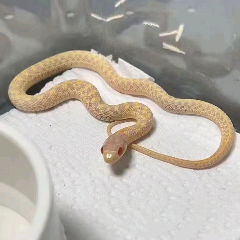 乐宠萌宠创意屋