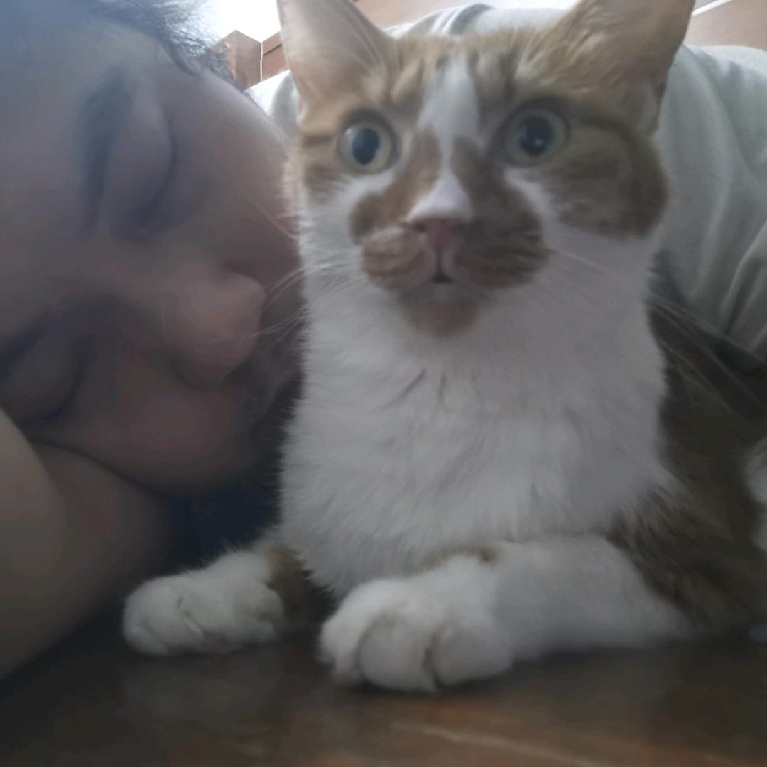 卷毛心理（兼流浪猫救助）