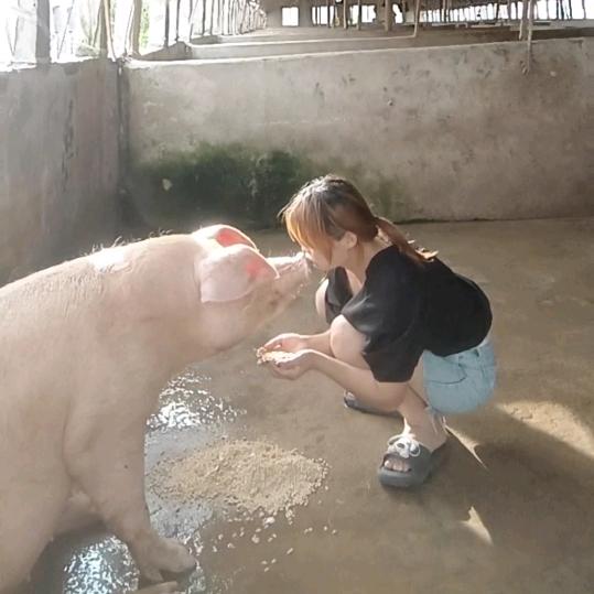猪小妹