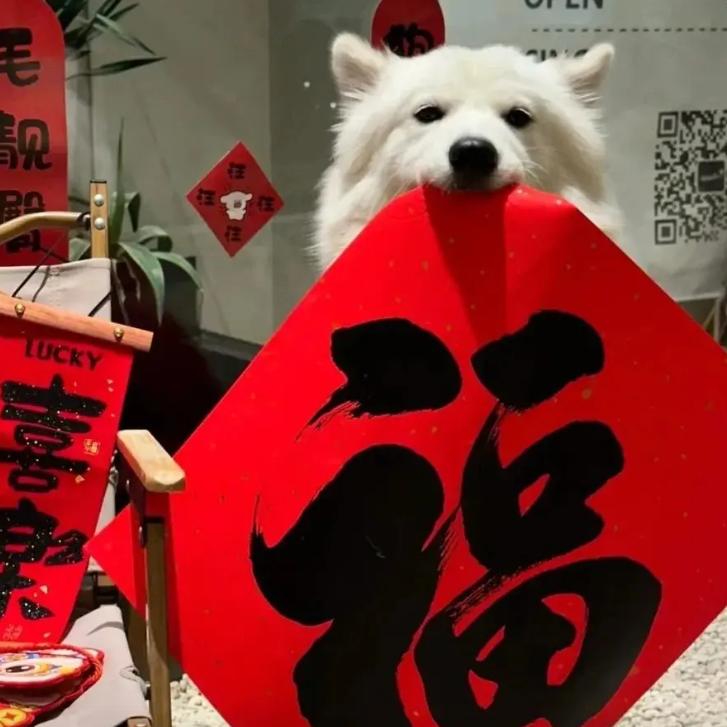 团券小锦鲤