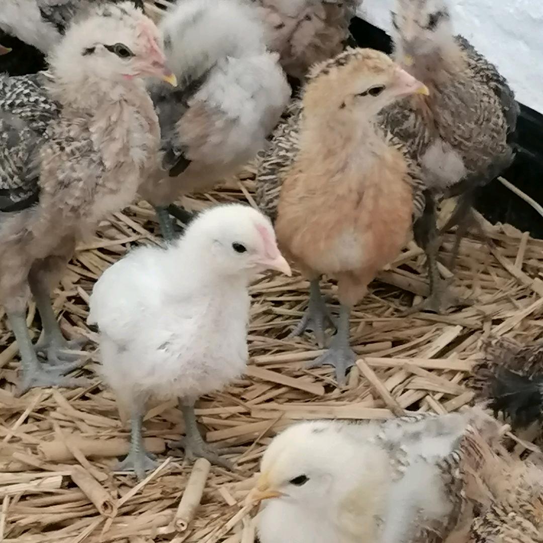 非遗选育五彩鸡