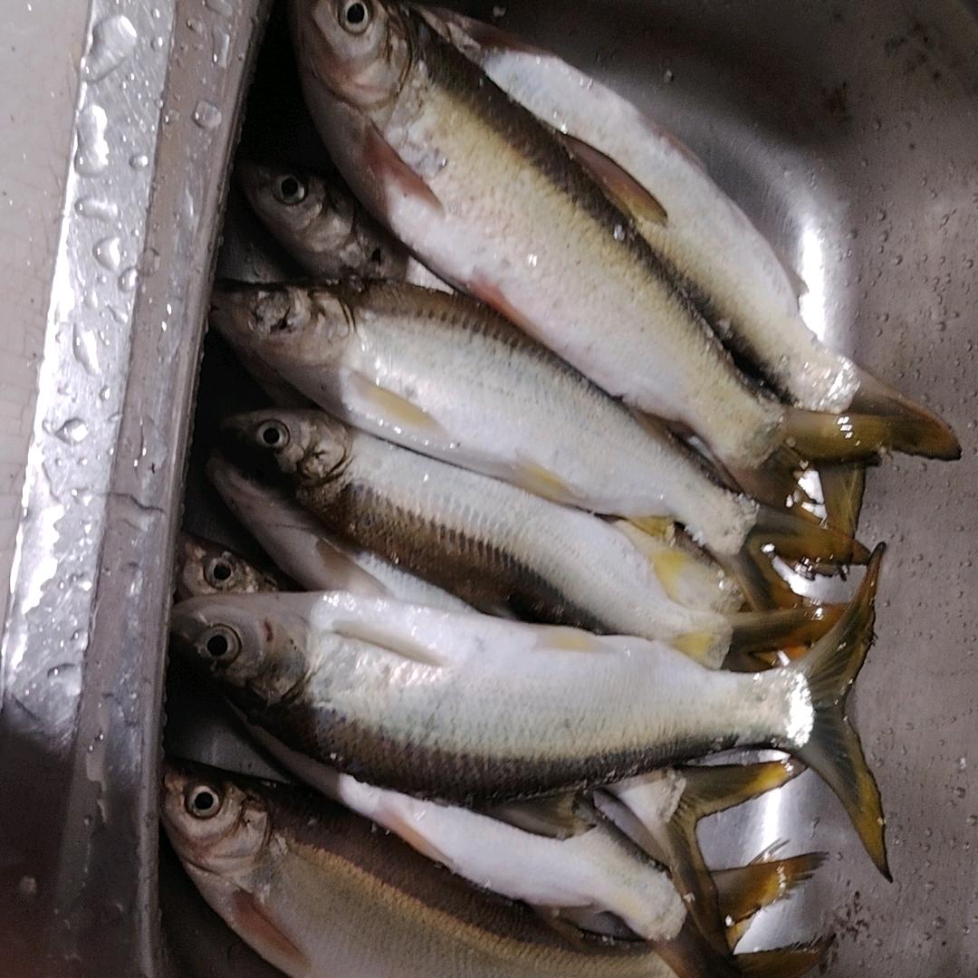 流浪单身狗