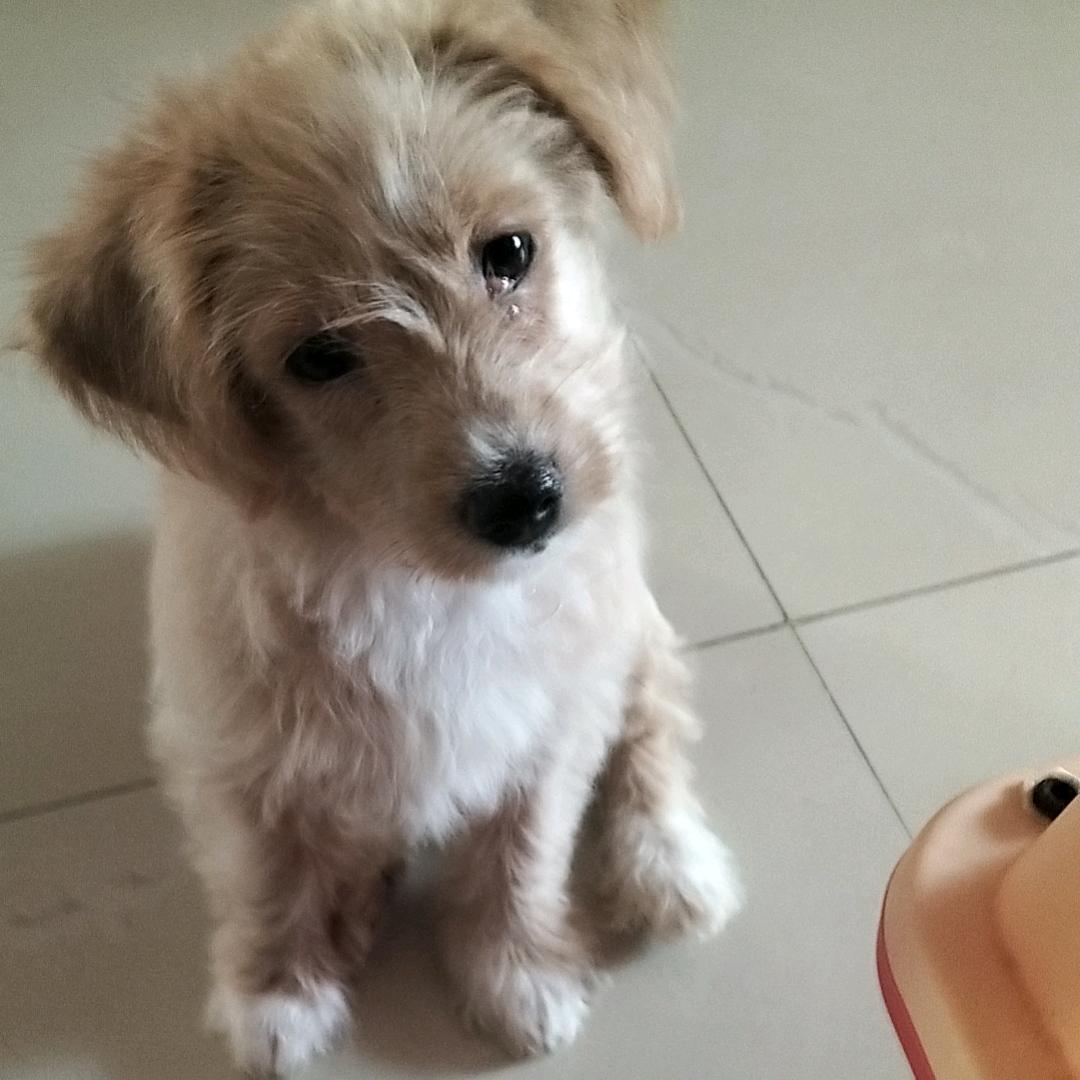 情意一一
