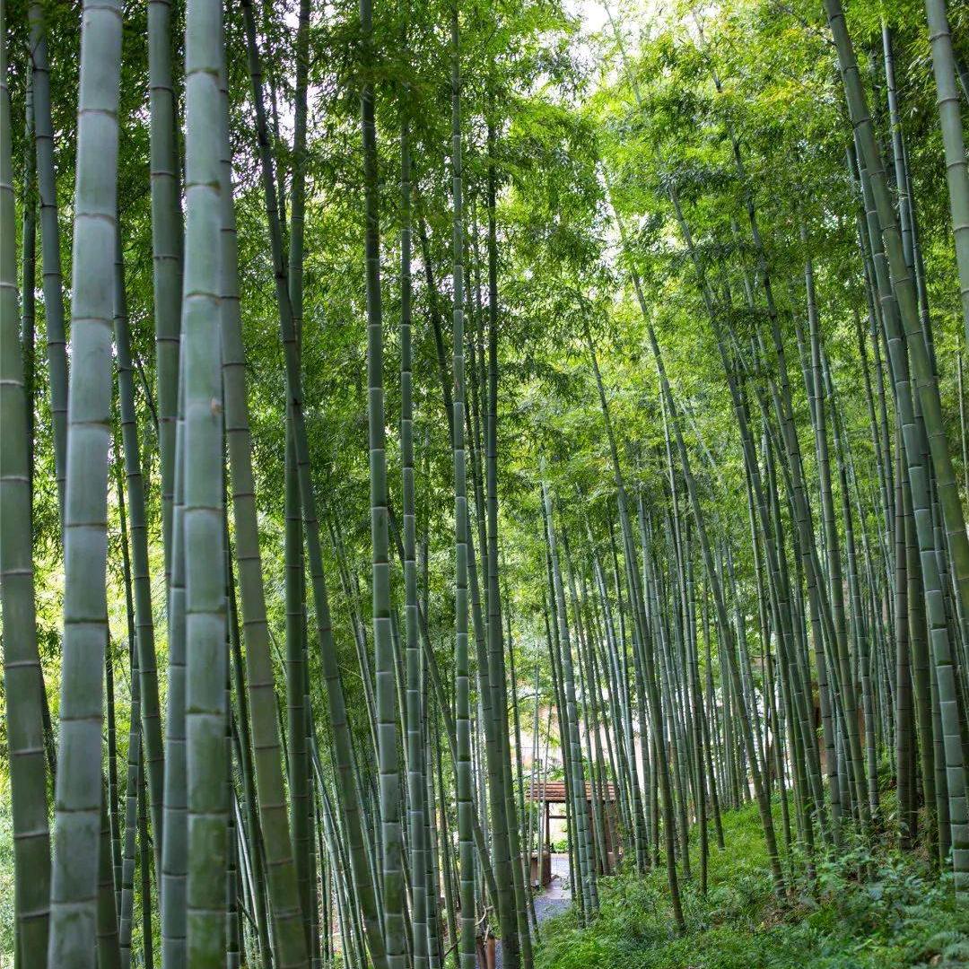 竹林