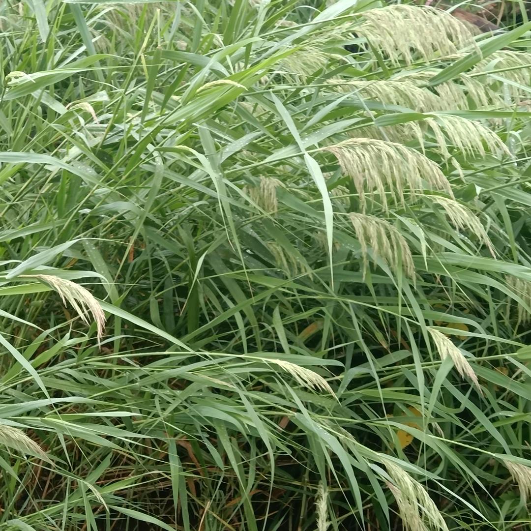 化风行万里