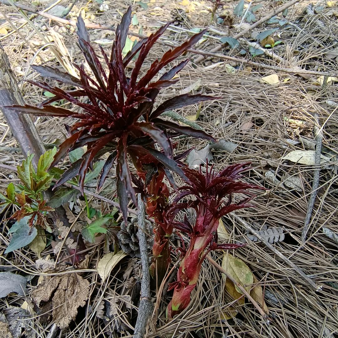 静沐暖阳