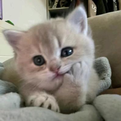 小T.