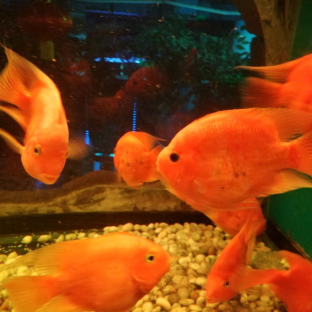 逸风