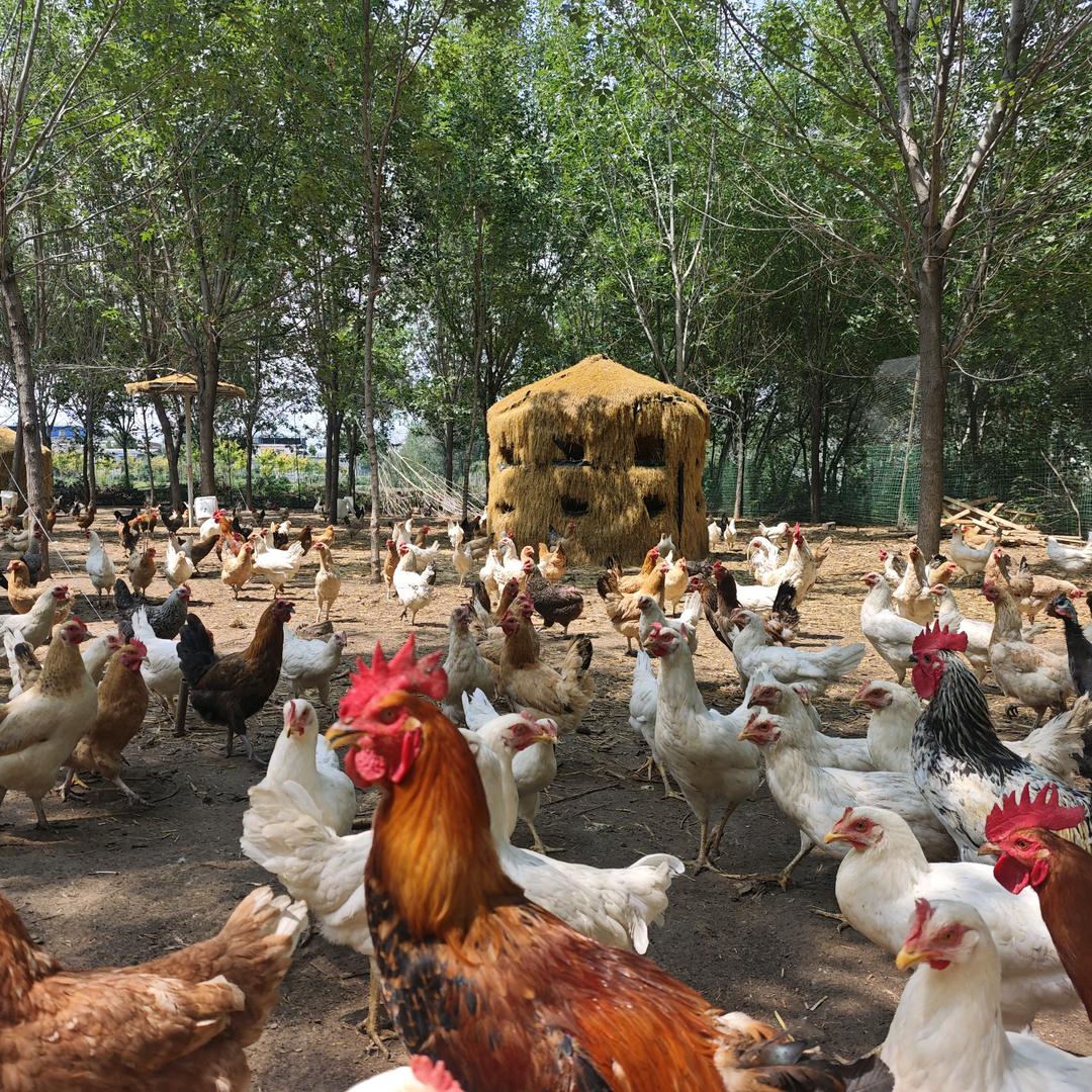自然农场