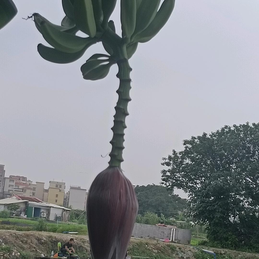 寂寞的人