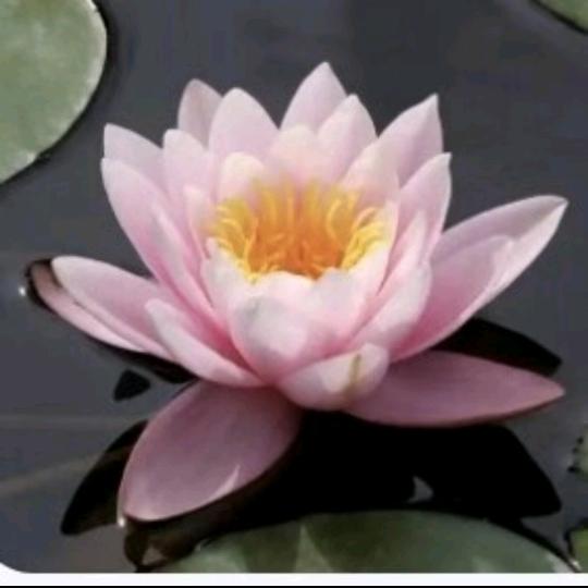芳芳爱生活