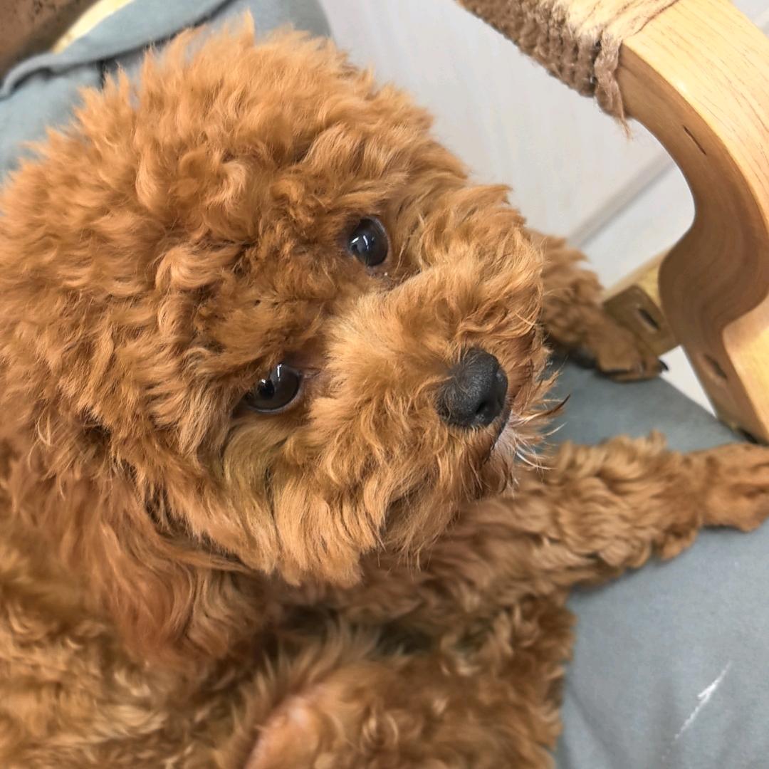 小不点。