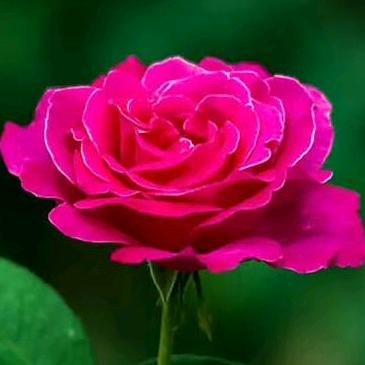 花好花开