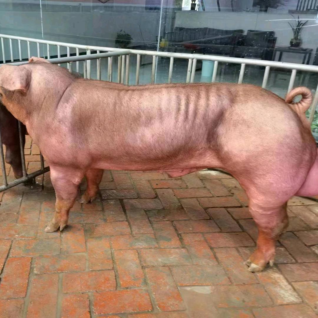 龙翔种猪培育基地
