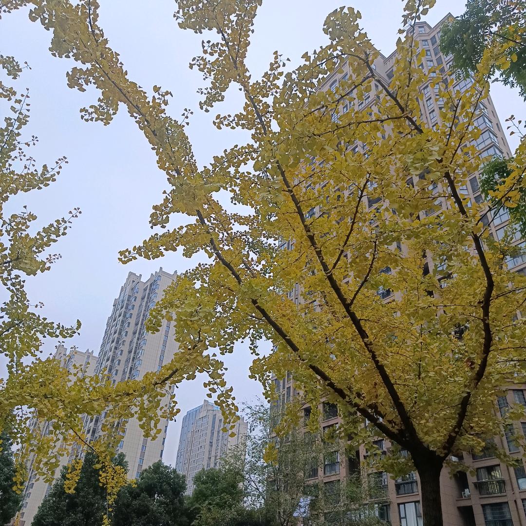 小巧玲珑