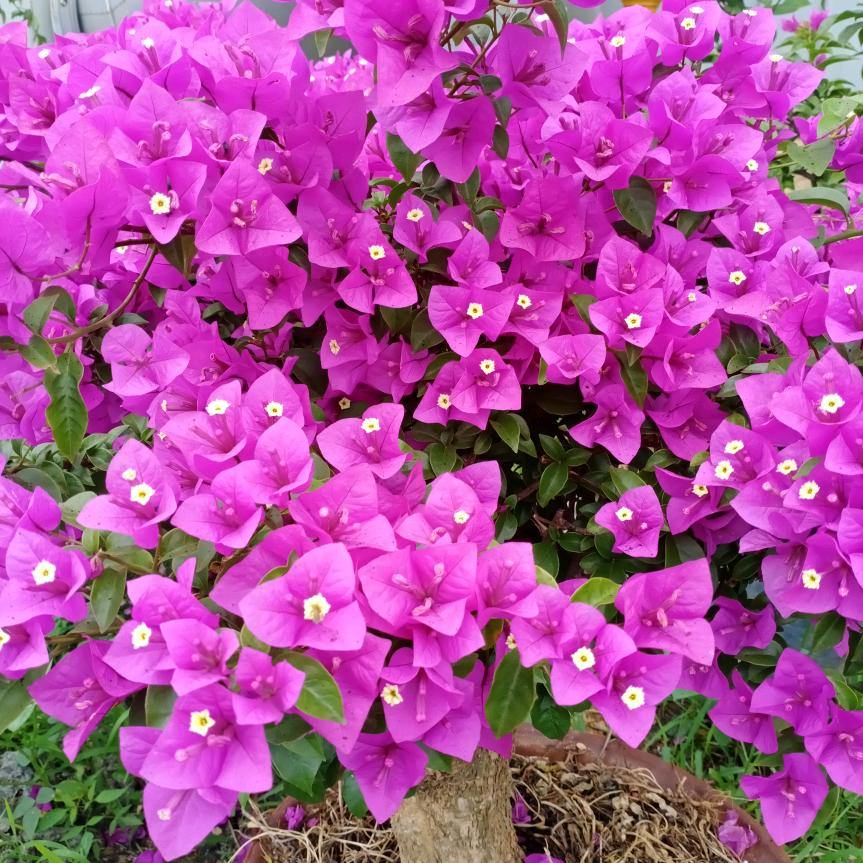 1452485517幸福一家人