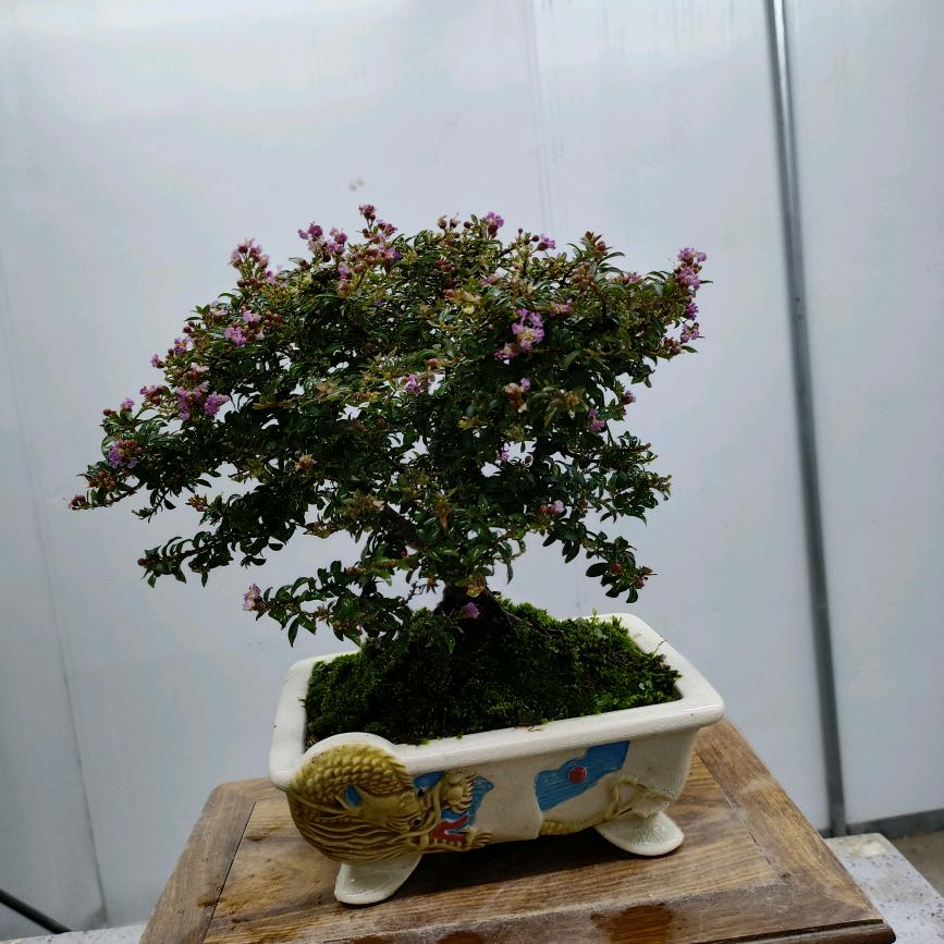 刘姐盆景园