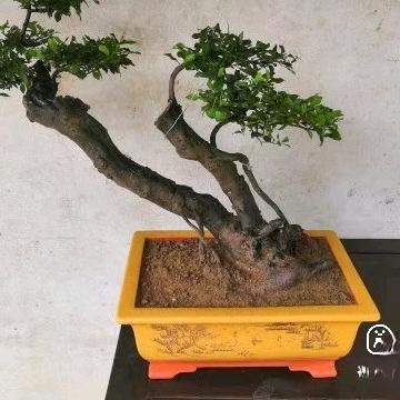 盆满楼紫砂